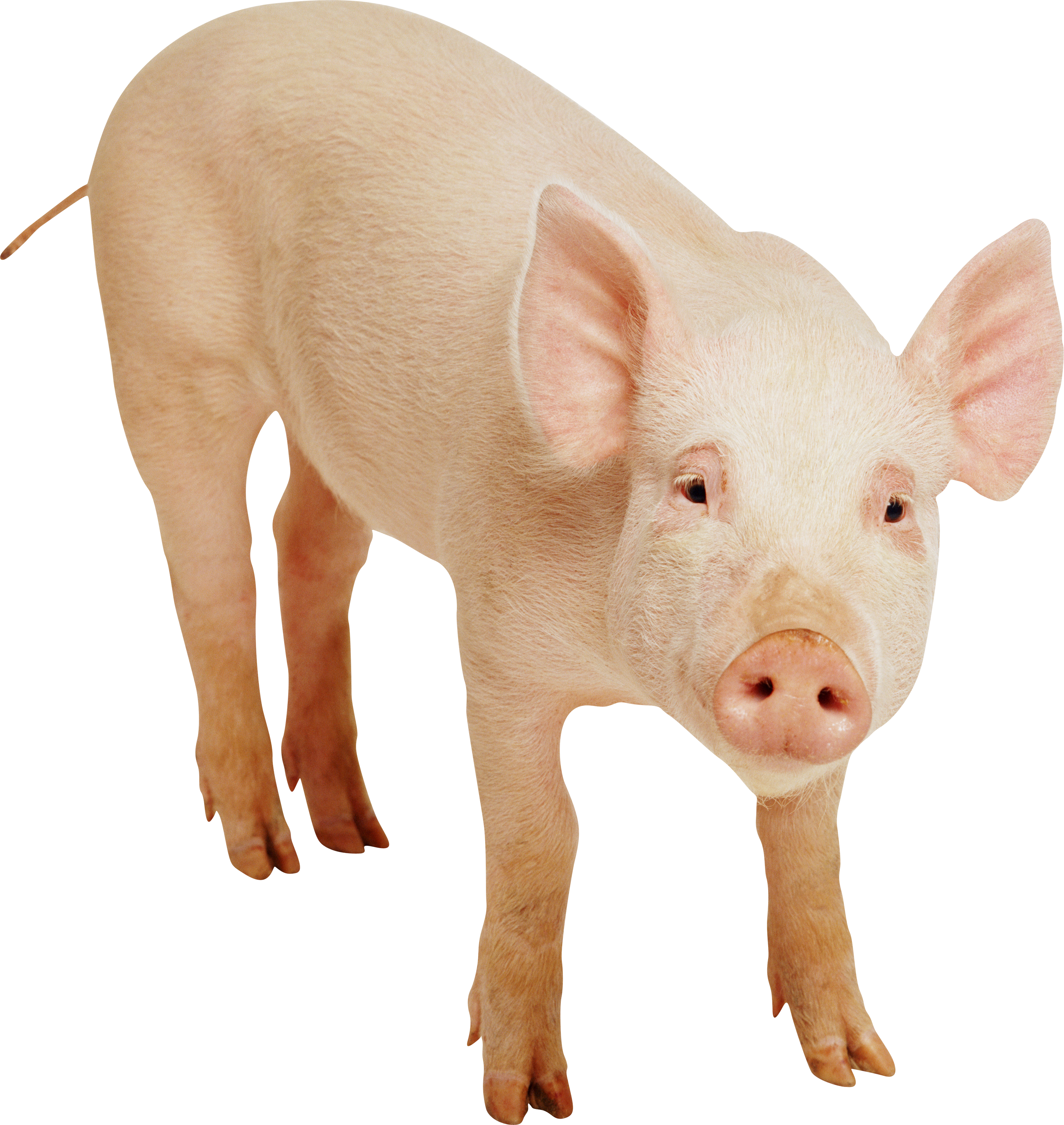 Detail Pig Hd Nomer 30