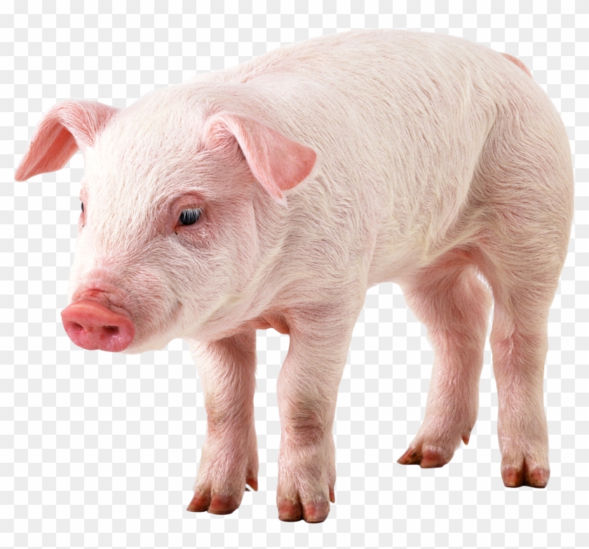 Detail Pig Hd Nomer 38