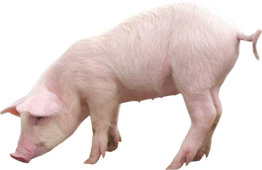 Detail Pig Hd Nomer 54