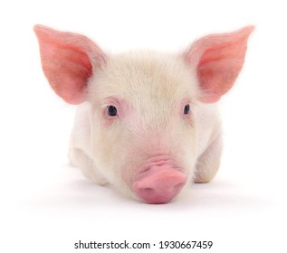 Detail Pig Images Free Nomer 34