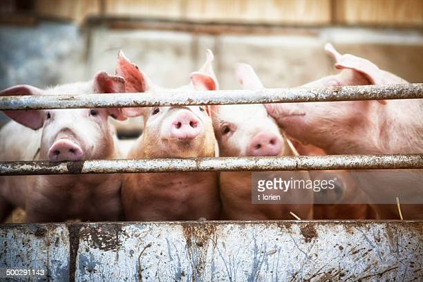 Detail Pig Images Free Nomer 48