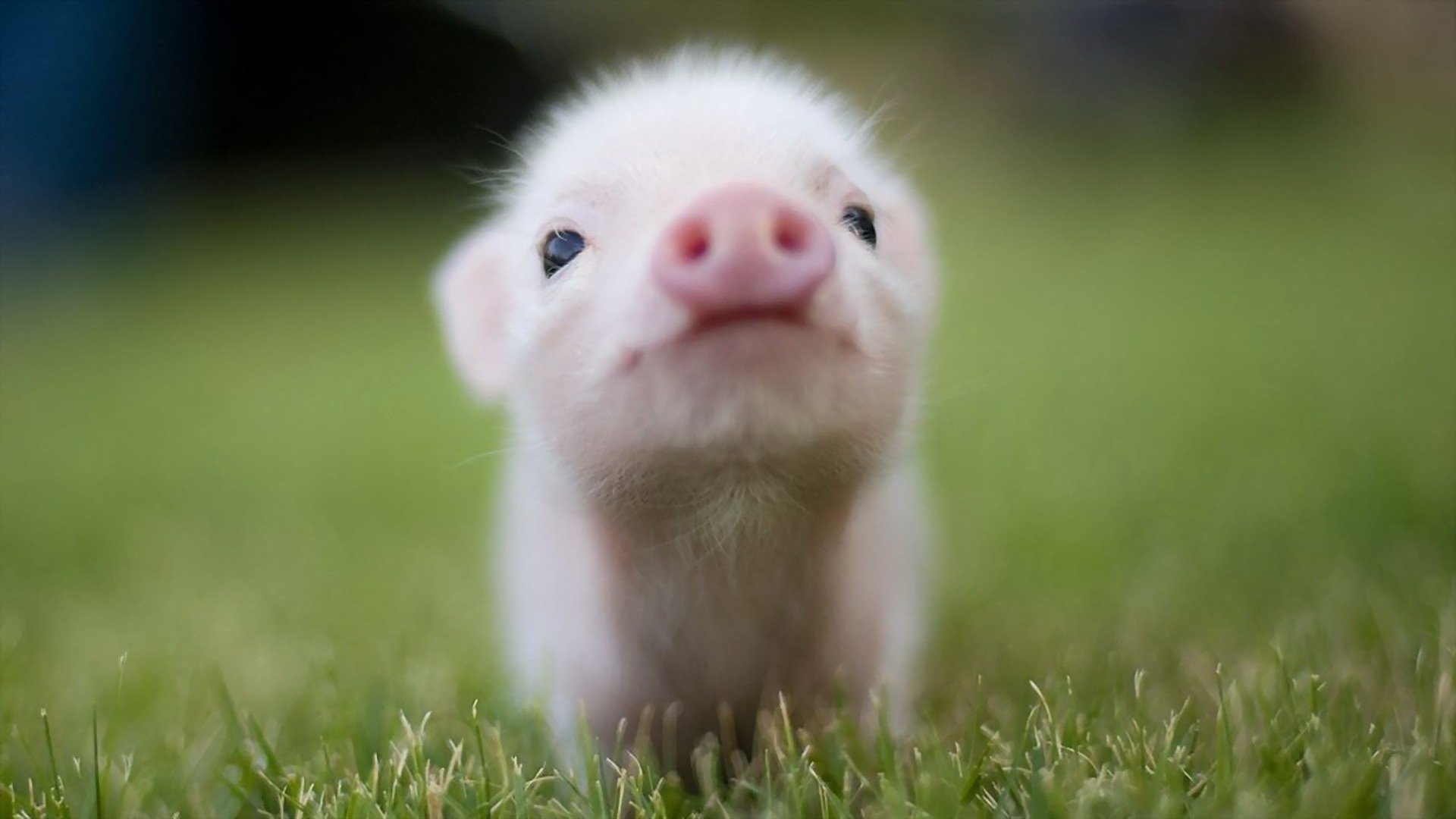 Detail Pig Images Hd Nomer 14