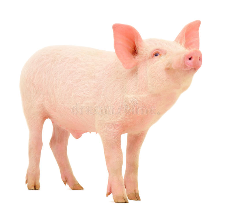 Detail Pig Images Hd Nomer 3