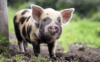 Detail Pig Images Hd Nomer 25