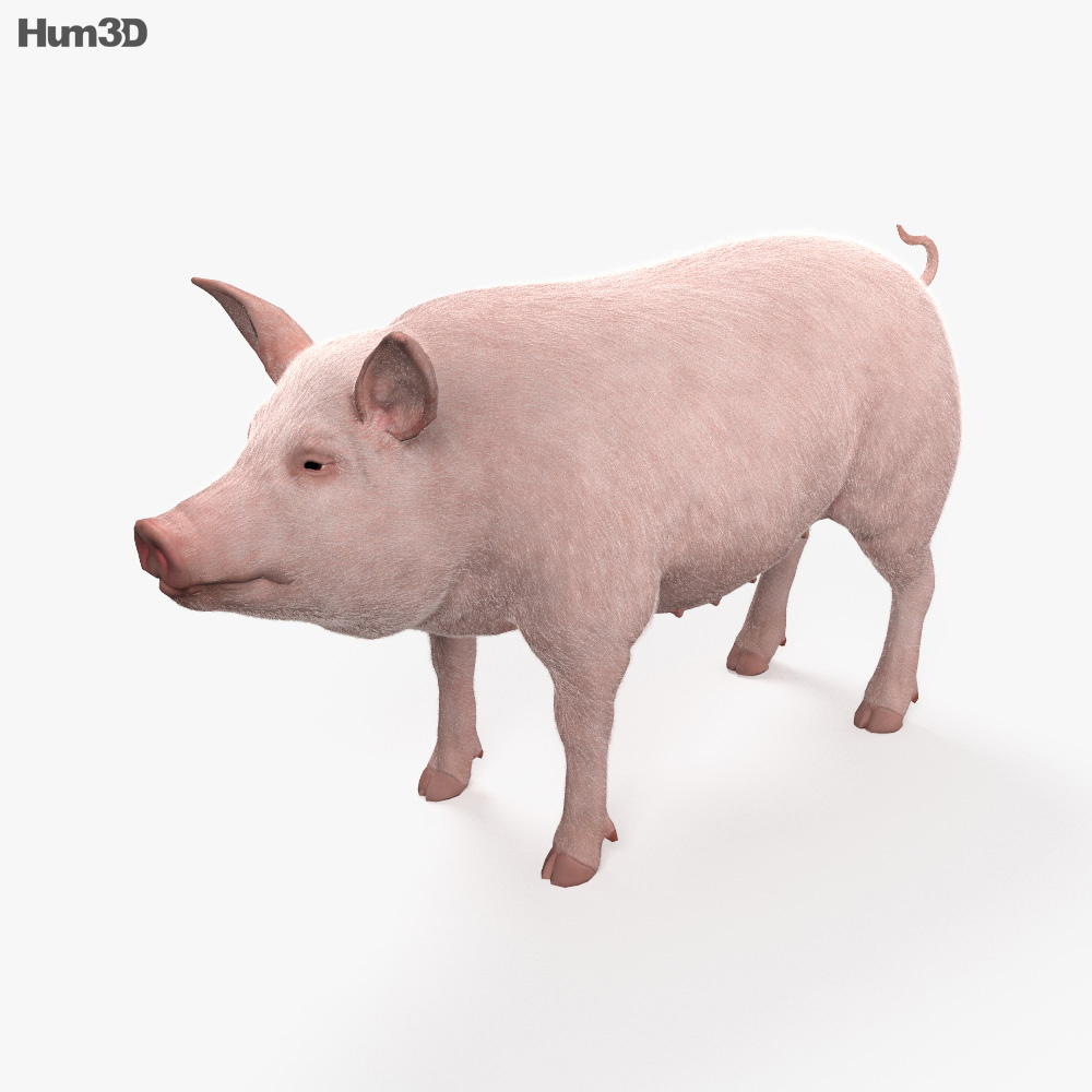 Detail Pig Images Hd Nomer 9