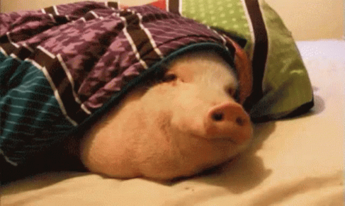 Detail Pig In A Blanket Meme Nomer 10