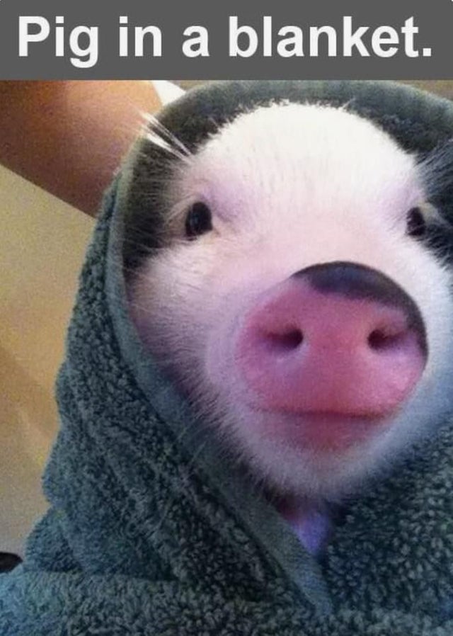 Detail Pig In A Blanket Meme Nomer 3