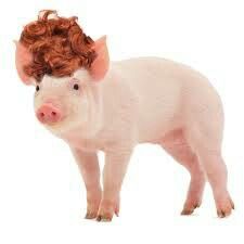 Detail Pig In A Wig Clipart Nomer 3