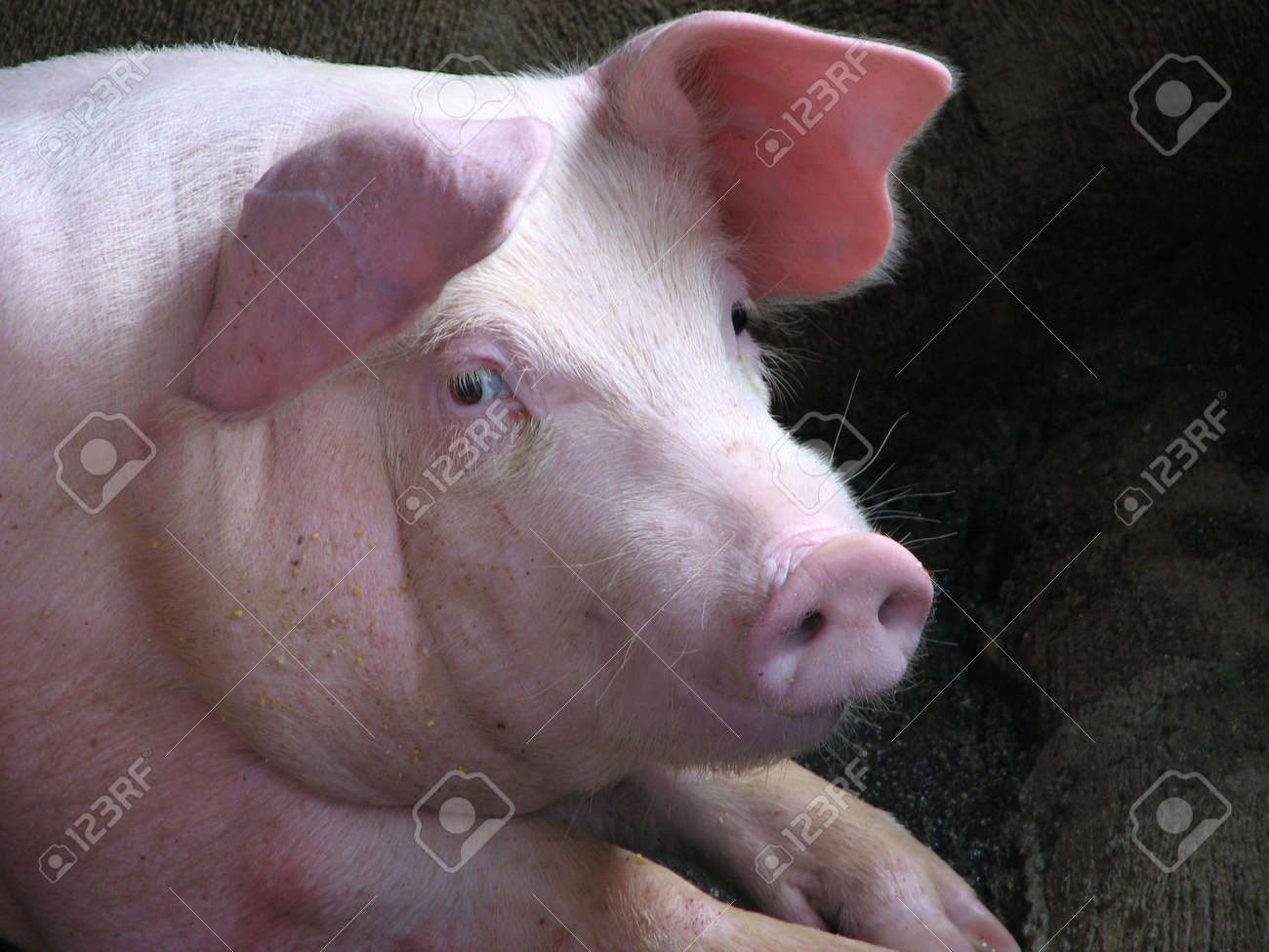 Detail Pig Pictures Free Nomer 41