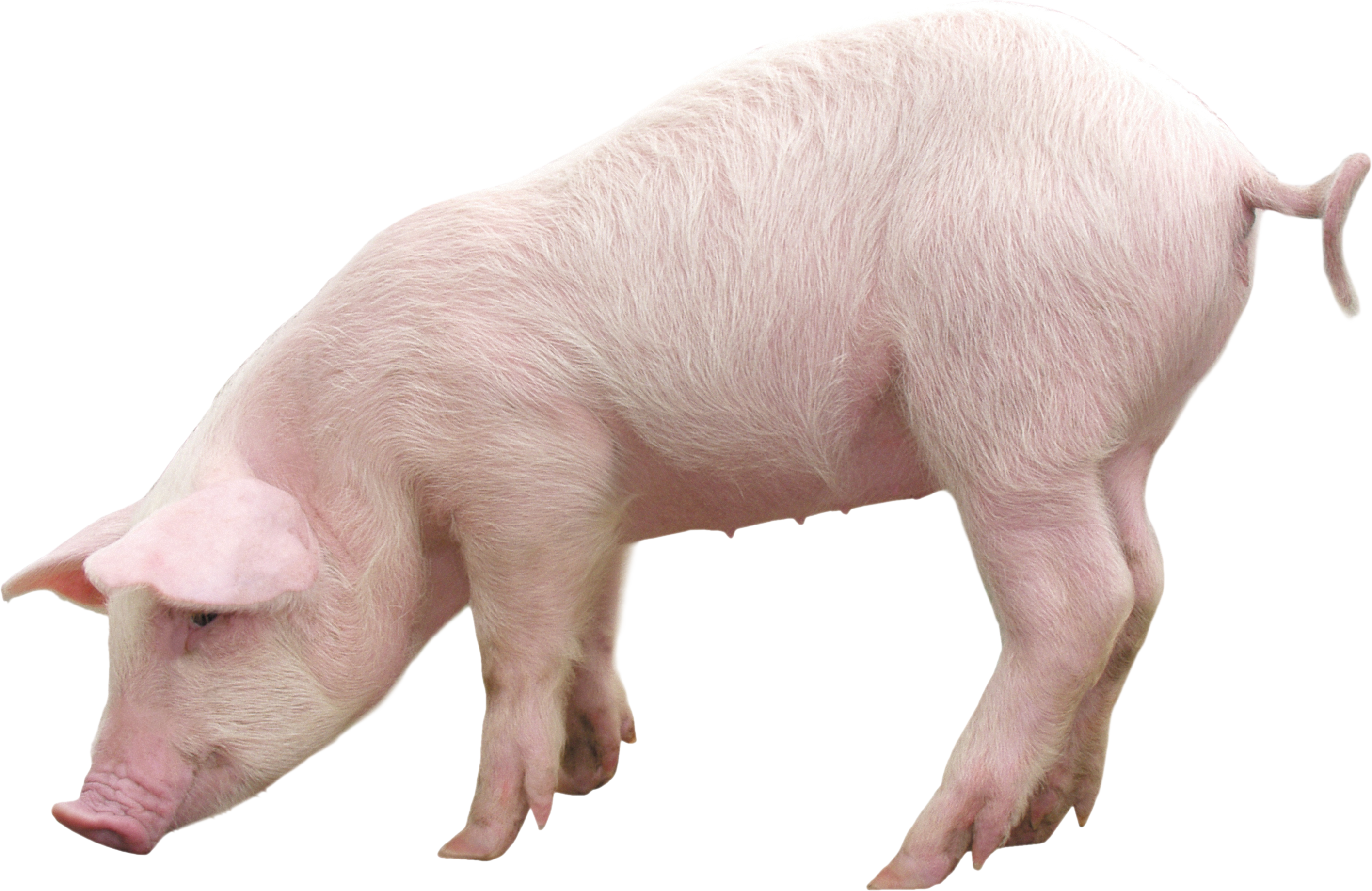 Pig Transparent - KibrisPDR