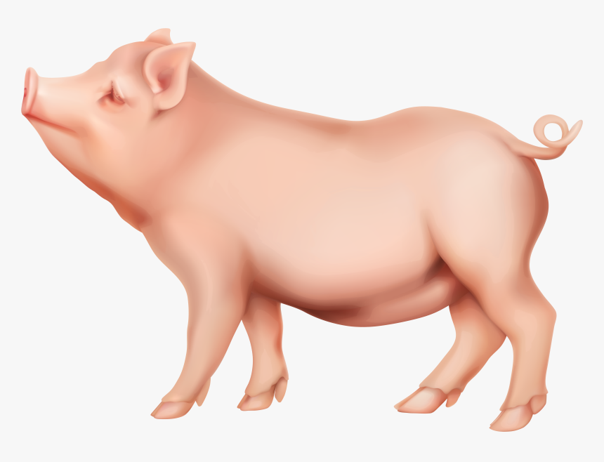 Download Pig Transparent Nomer 6