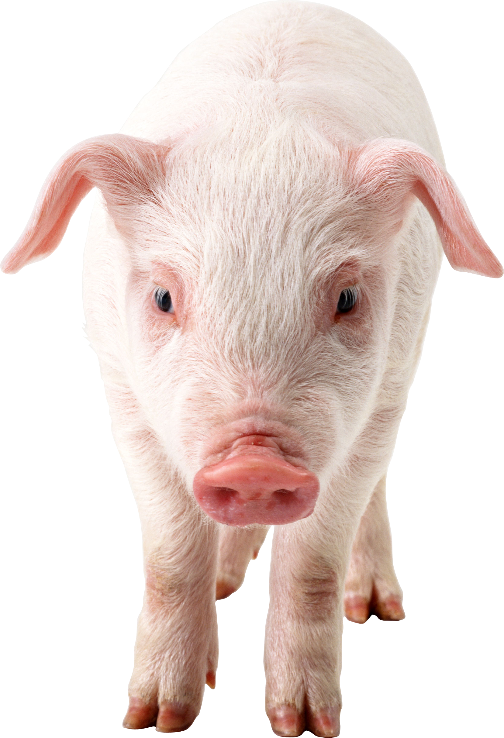 Detail Pig Transparent Background Nomer 17