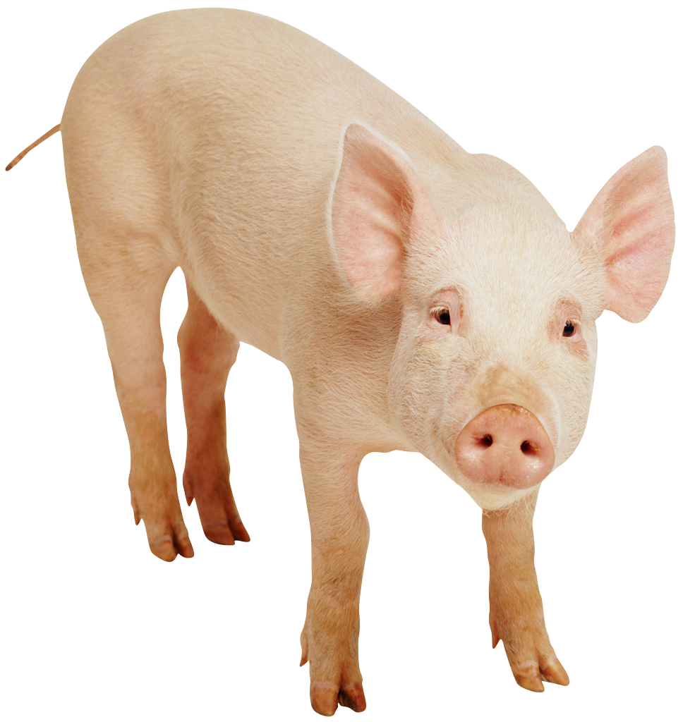 Detail Pig Transparent Background Nomer 20