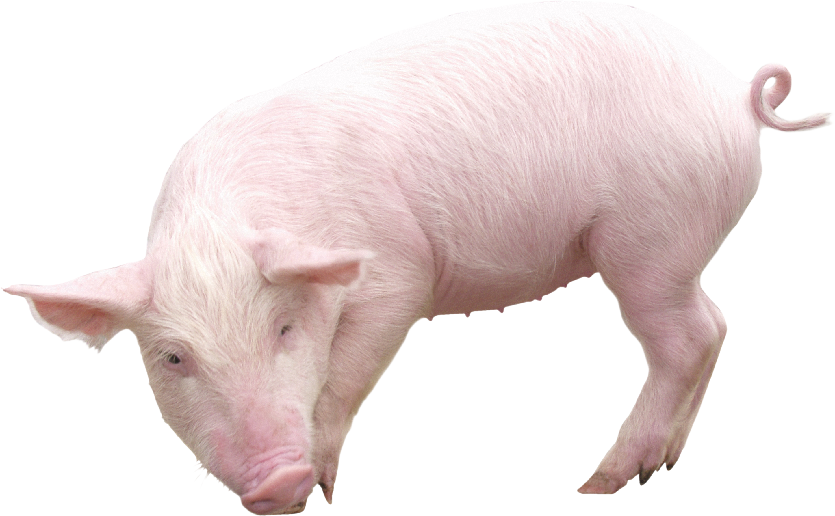 Detail Pig Transparent Background Nomer 23