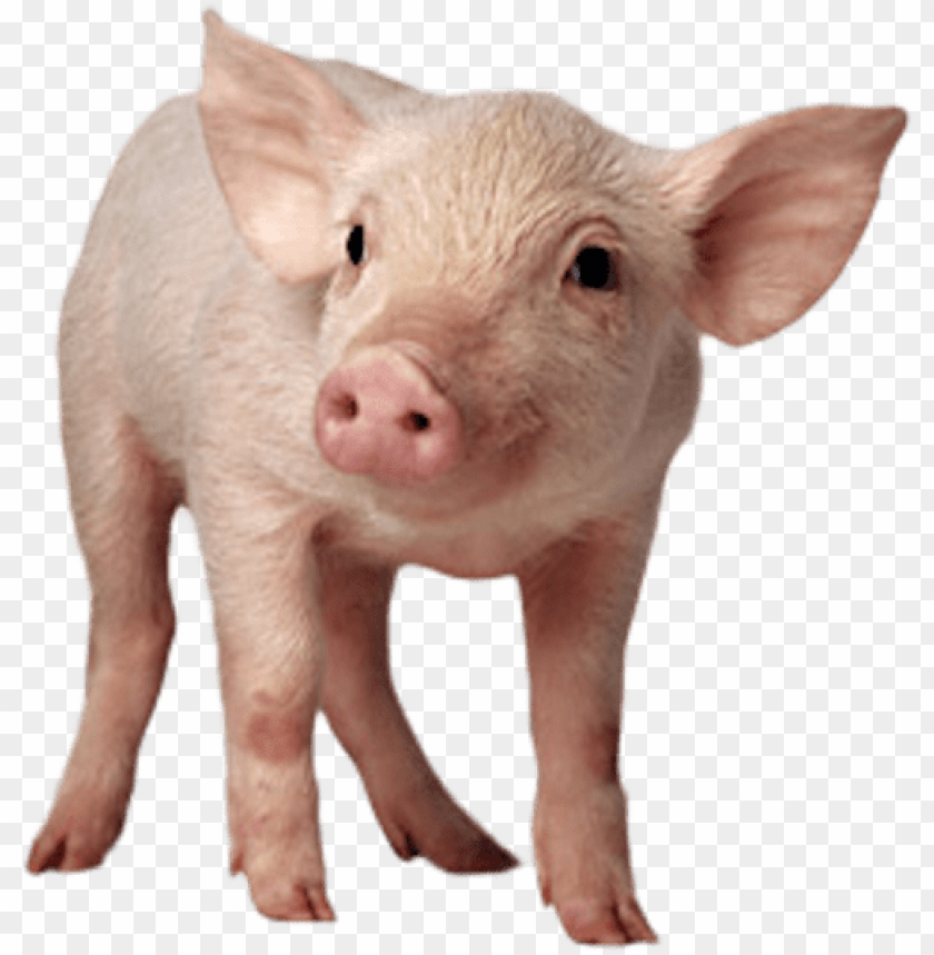 Detail Pig Transparent Background Nomer 2