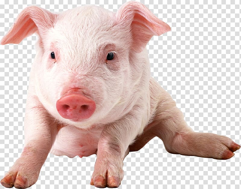 Detail Pig Transparent Background Nomer 7