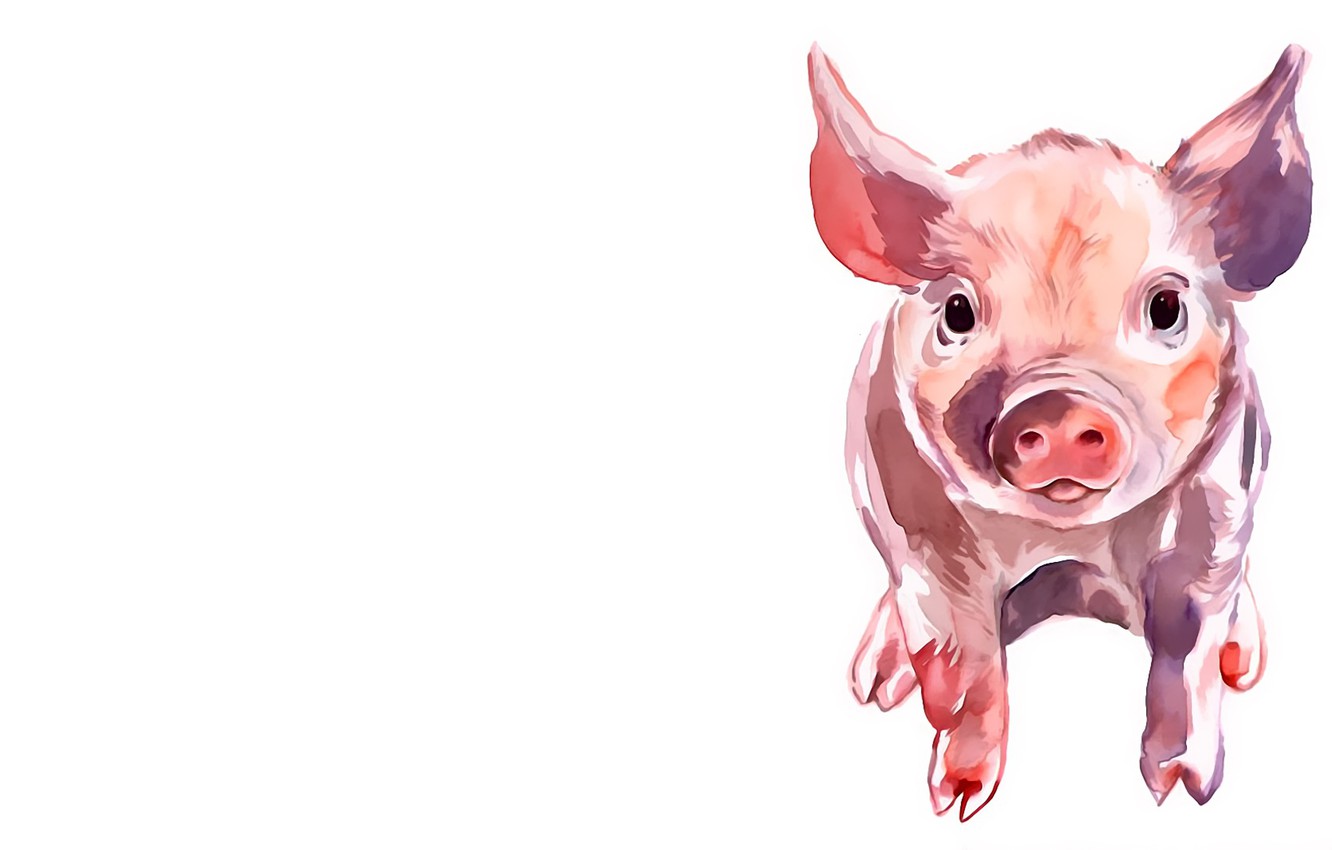 Detail Pig Wallpaper Hd Nomer 50