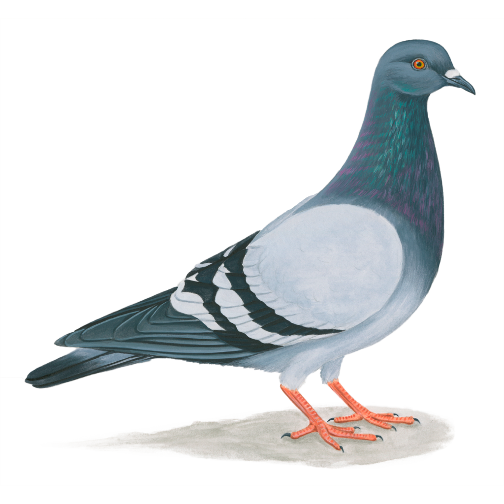 Pigeon Bird Images - KibrisPDR