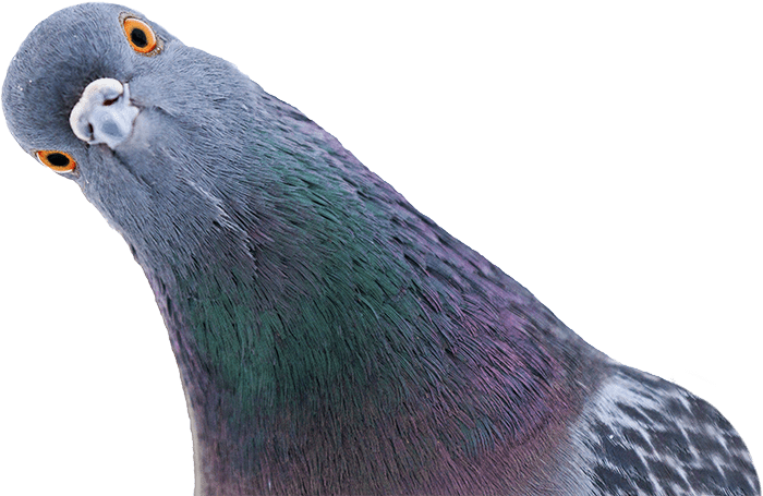 Detail Pigeon Bird Images Nomer 34