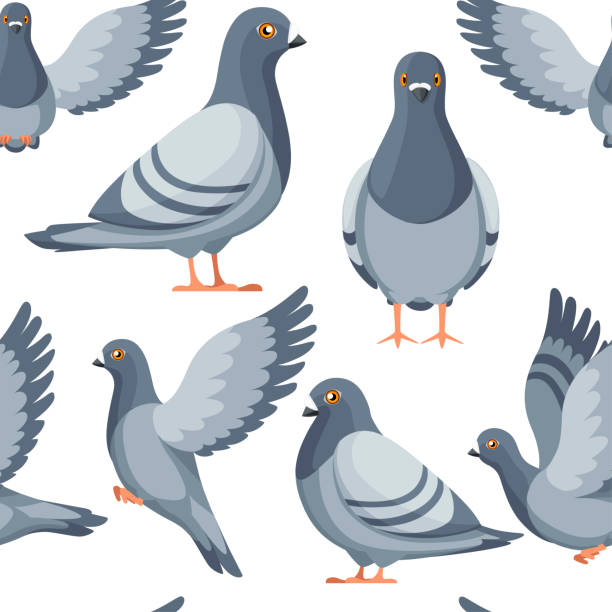 Detail Pigeon Clipart Nomer 12