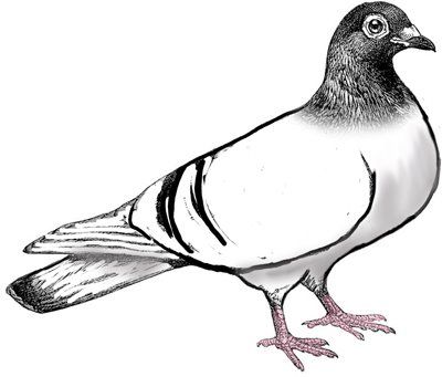 Detail Pigeon Clipart Nomer 13