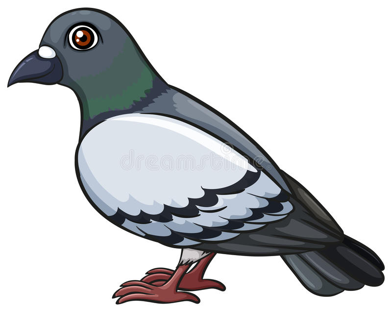 Detail Pigeon Clipart Nomer 14