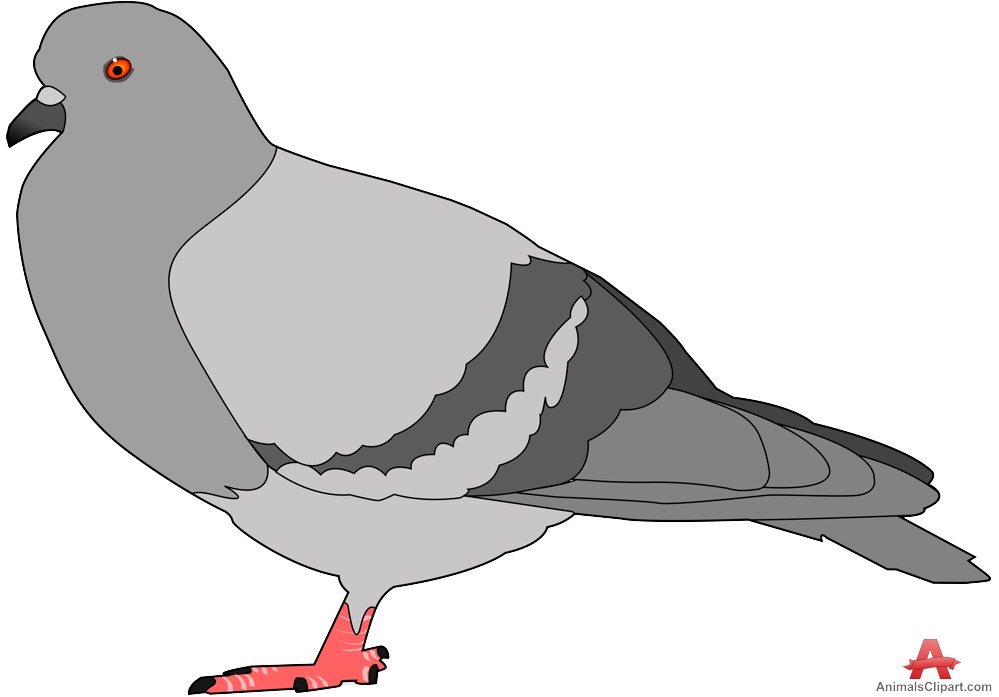 Detail Pigeon Clipart Nomer 17