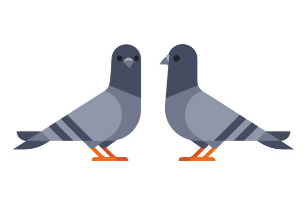 Detail Pigeon Clipart Nomer 3