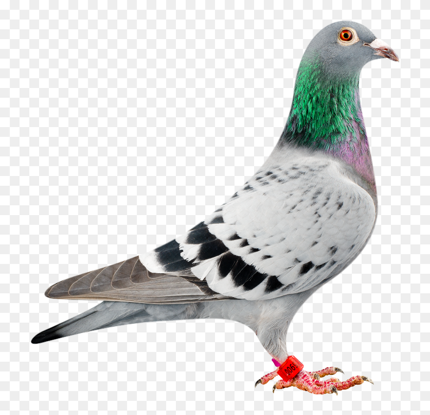 Download Pigeon Clipart Nomer 28