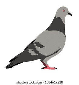 Detail Pigeon Clipart Nomer 34