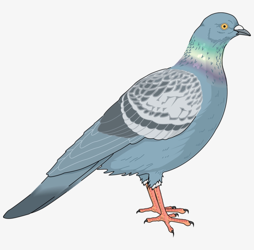 Detail Pigeon Clipart Nomer 46