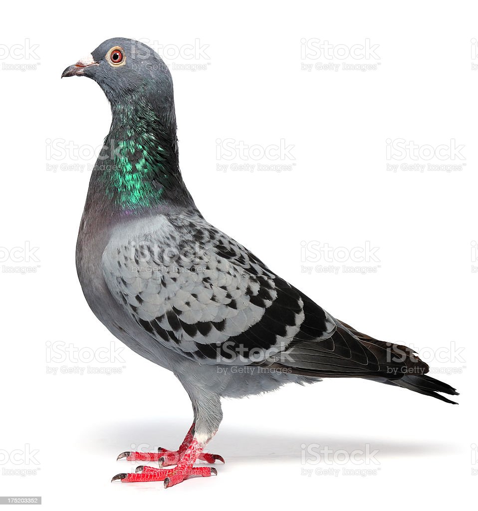 Detail Pigeon Download Nomer 23
