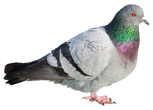 Detail Pigeon Download Nomer 4