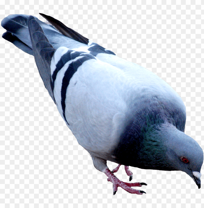 Detail Pigeon Download Nomer 35