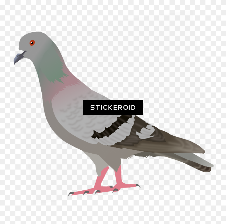 Detail Pigeon Download Nomer 41