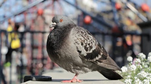 Detail Pigeon Download Nomer 44