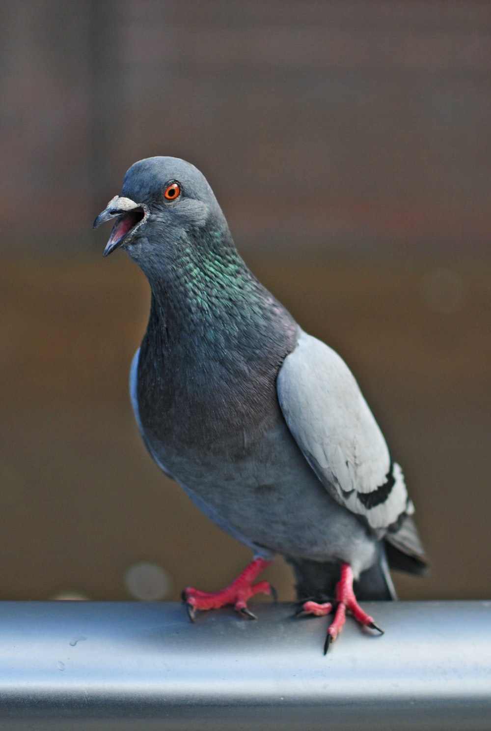 Detail Pigeon Download Nomer 6