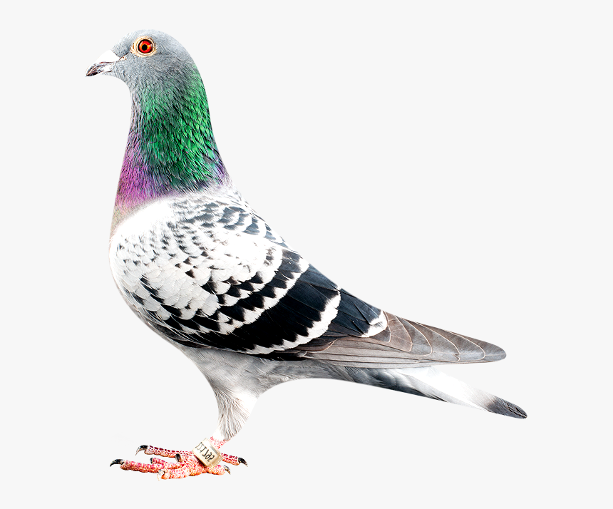 Detail Pigeon Download Nomer 50