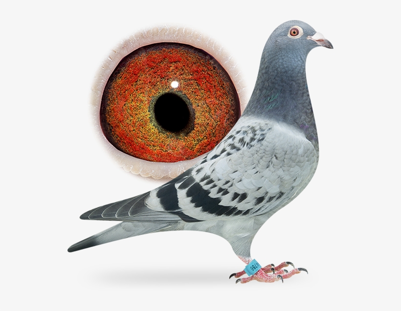 Detail Pigeon Download Nomer 51