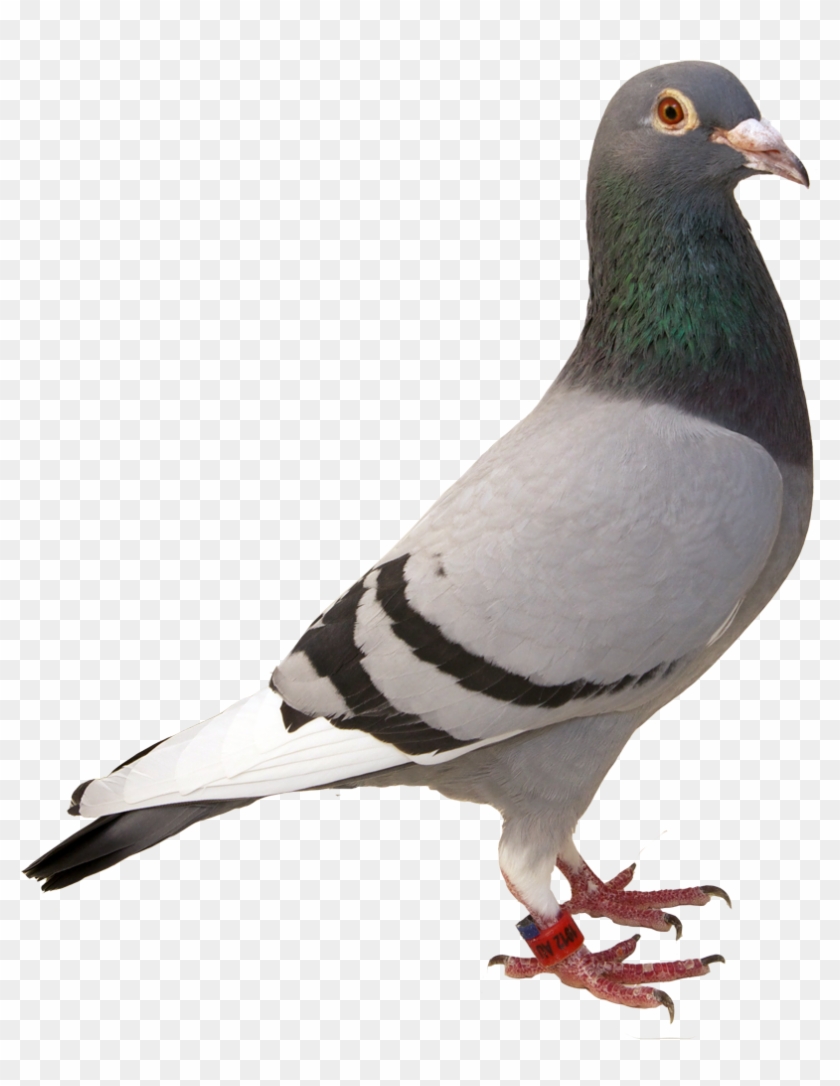 Detail Pigeon Download Nomer 53