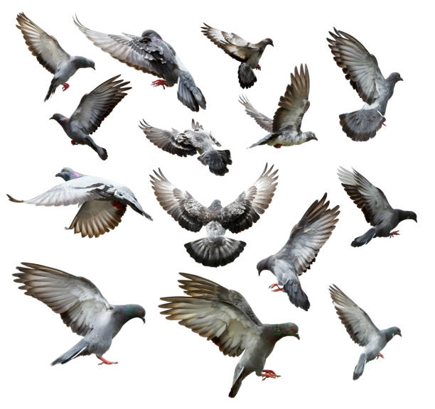 Pigeon Flying Images - KibrisPDR