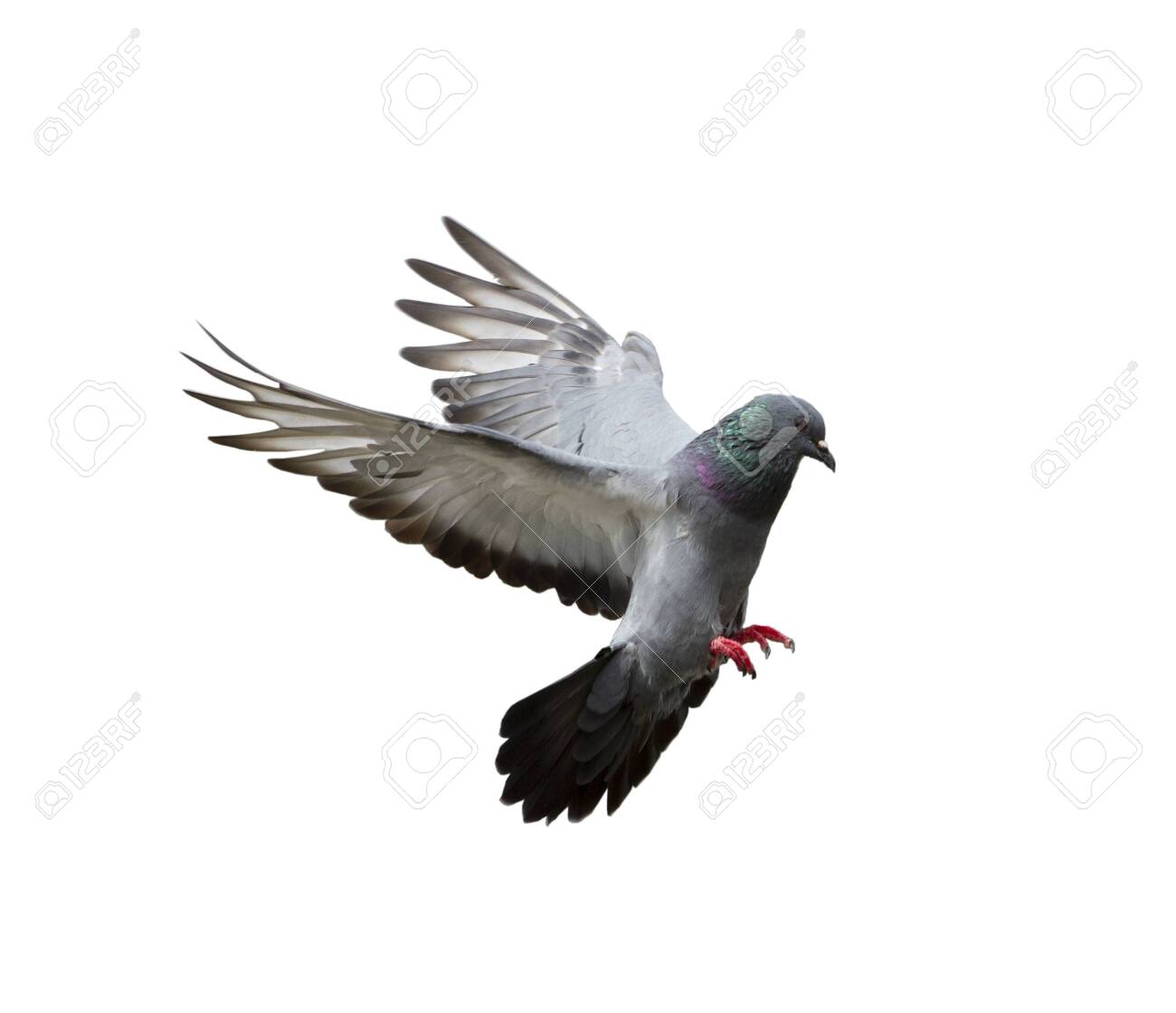 Detail Pigeon Flying Images Nomer 2