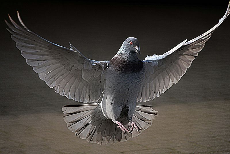 Detail Pigeon Flying Images Nomer 12