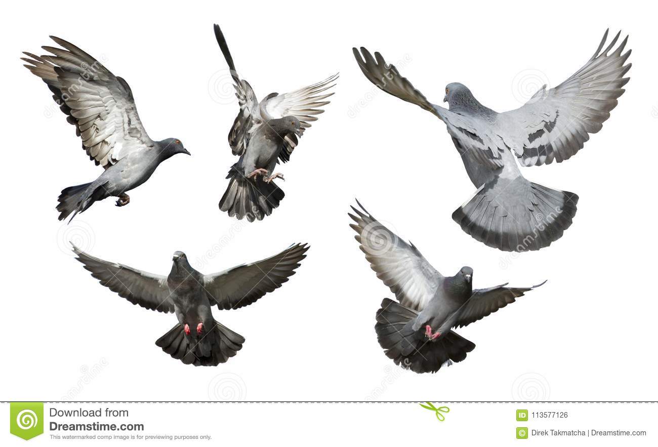 Detail Pigeon Flying Images Nomer 13