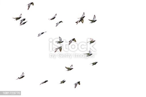 Detail Pigeon Flying Images Nomer 16