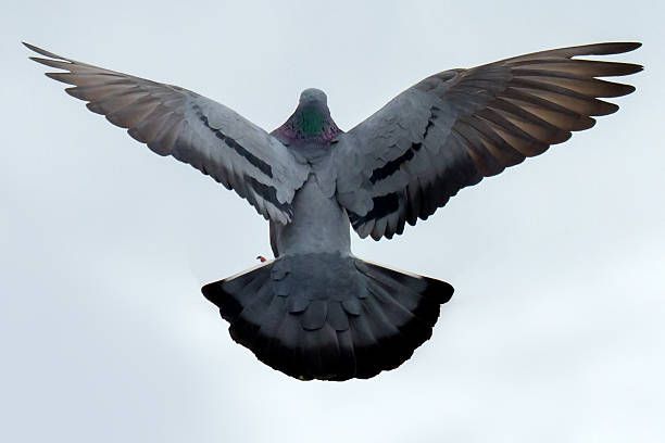 Detail Pigeon Flying Images Nomer 18