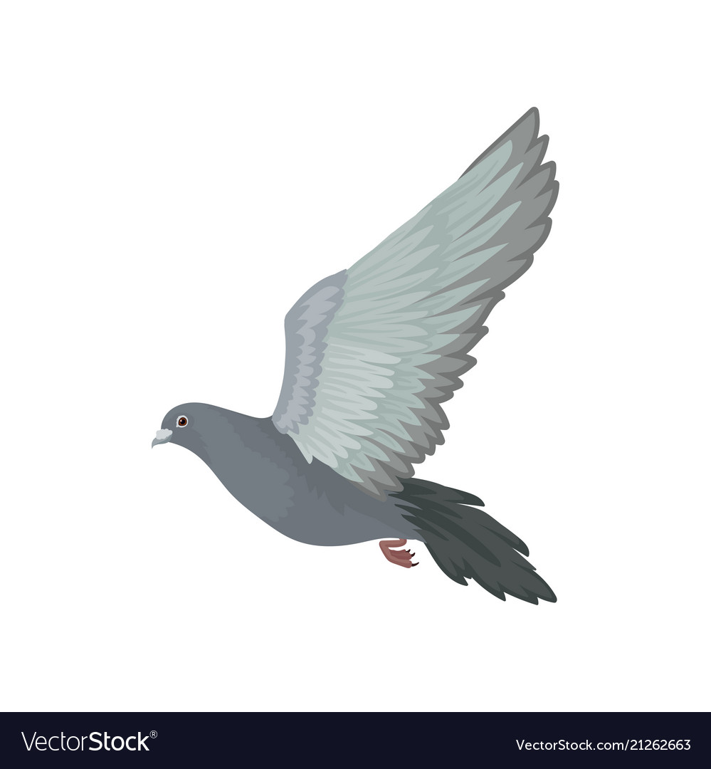 Detail Pigeon Flying Images Nomer 19