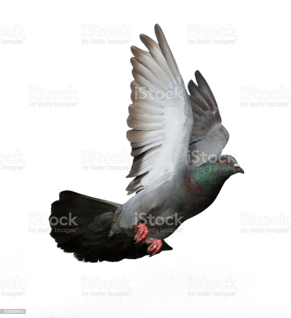 Detail Pigeon Flying Images Nomer 3