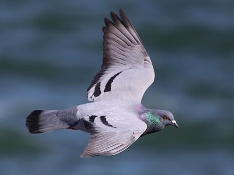 Detail Pigeon Flying Images Nomer 23