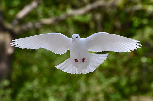 Detail Pigeon Flying Images Nomer 24